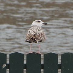 Larus argentatus