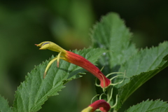 Siphocampylus orbignianus