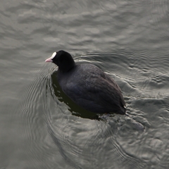 Fulica atra