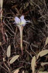 Gentiana hooperi