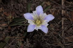 Gentiana hooperi
