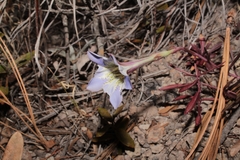 Gentiana hooperi