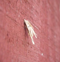 Psyche casta
