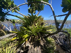 Wittmackia antillana