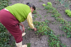 Tropaeolum tuberosum