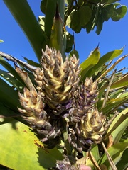 Wittmackia antillana
