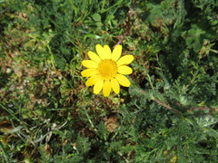 Glebionis coronaria