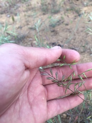 Festuca microstachys