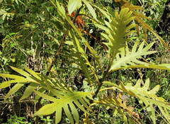 Bocconia arborea