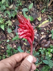 Stenorrhynchos speciosum