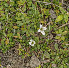 Magnoliopsida