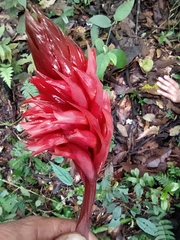 Stenorrhynchos speciosum