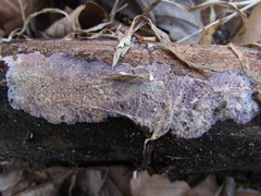Corticium roseocarneum
