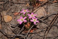 Zeltnera pusilla