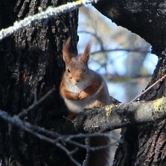 Sciurus vulgaris