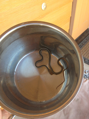 Masticophis lateralis lateralis