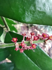 Picramnia sphaerocarpa