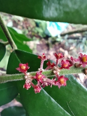 Picramnia sphaerocarpa