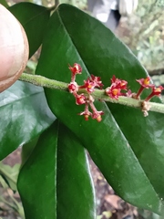 Picramnia sphaerocarpa