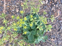 Lomatium lucidum