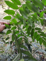 Picramnia sphaerocarpa