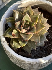 Echeveria purpusorum
