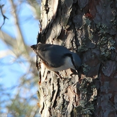 Sitta europaea europaea