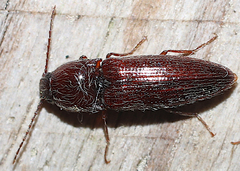 Melanotus americanus