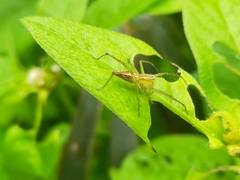 Oxyopes papuanus