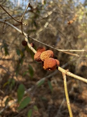 Disholcaspis quercusglobulus