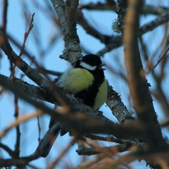 Parus major