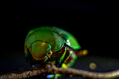 Chrysina macropus