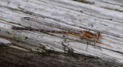 Argia alberta