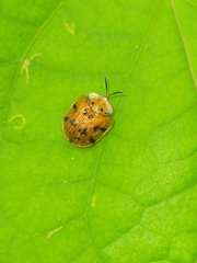 Laccoptera impressa