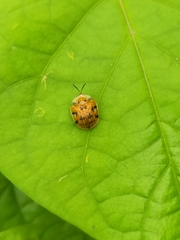 Laccoptera impressa