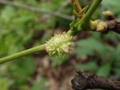 Phylloxera spinosa