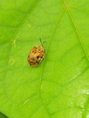 Laccoptera impressa