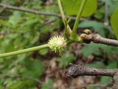Phylloxera spinosa