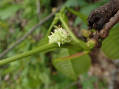 Phylloxera spinosa