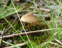 Inocybe asterospora