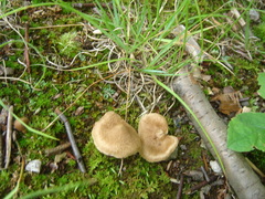 Inocybe asterospora