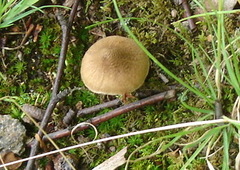 Inocybe asterospora