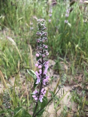 Stachys rigida rigida