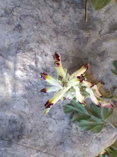 Image of Fumaria flabellata by (c) Dyhia YOUSFI, some rights reserved (CC BY)