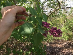 Syringa vulgaris