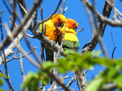 Aratinga solstitialis