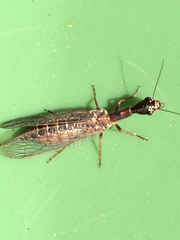 Raphidiidae