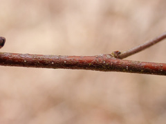 Betula humilis