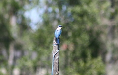 Todiramphus sanctus sanctus