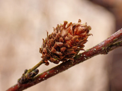 Betula humilis